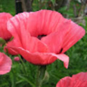 Meet your Posher, Raven